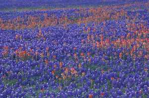Bluebonnets indian paintbrush1