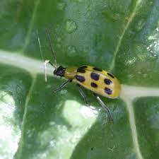 spotted cuc beetles