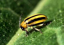 striped cuc beetle