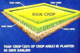 Trap Crop illustration