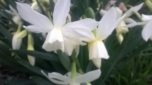 WP_20150405_19_00_20_Pro