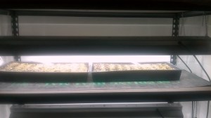 WP_20150407_21_18_25_Pro