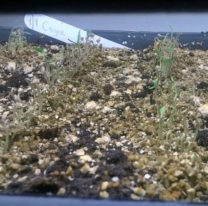 WP_20150408_18_45_25_Pro