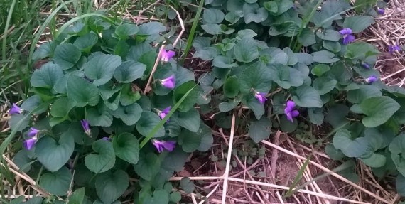 WP_20150408_18_49_04_Pro-001