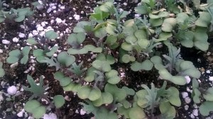 WP_20150408_18_49_41_Pro