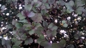 WP_20150408_18_50_16_Pro