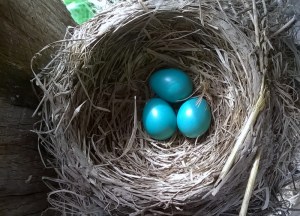 WP_20150411_15_57_13_Pro