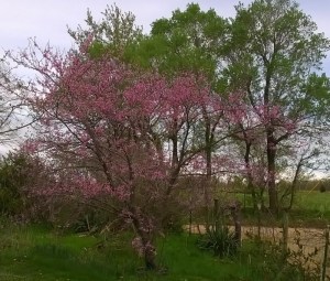 WP_20150413_10_07_28_Pro