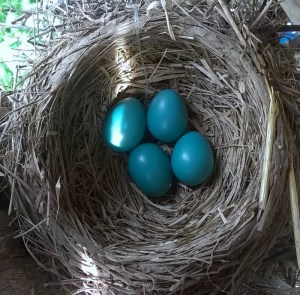 Robin Nest