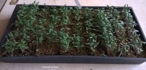 WP_20150413_12_06_25_Pro