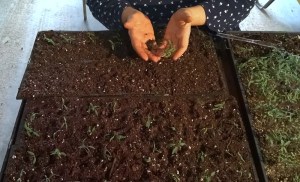 WP_20150413_12_44_01_Pro