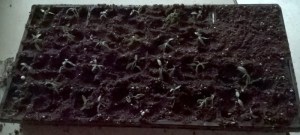 WP_20150413_12_45_46_Pro