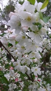 WP_20150413_14_57_13_Pro