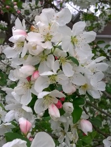 WP_20150413_14_58_22_Pro