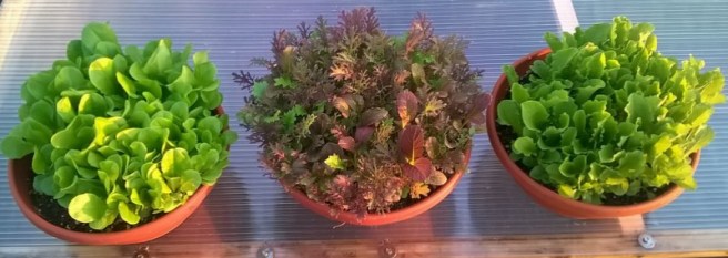 WP_20150421_19_37_51_Pro