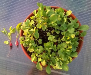 WP_20150421_19_40_16_Pro