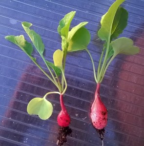 WP_20150421_19_40_26_Pro