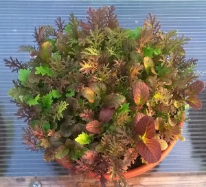 WP_20150421_19_41_01_Pro