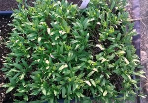 WP_20150423_18_46_28_Pro