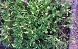 WP_20150423_18_46_47_Pro