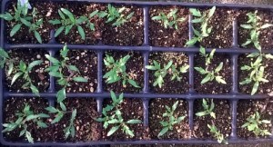 WP_20150423_18_52_07_Pro