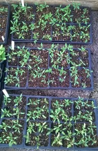 WP_20150423_18_52_59_Pro