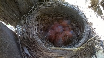 WP_20150425_13_06_27_Pro