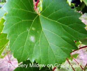 9-4PM-on-grape-leaves-1ANNEMIEK (1)