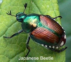 beetle - Japanese Beetle (Popillia japonica) [MO 06]