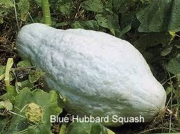 blue hubbard