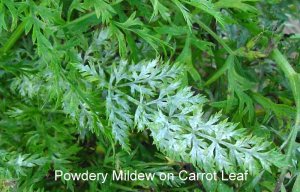 carrot-powdery-mildew-1L
