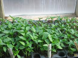 Pepper seedlings