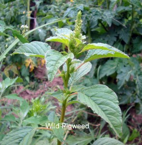 Pigweed