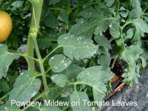 powdery_mildew_tomatoes