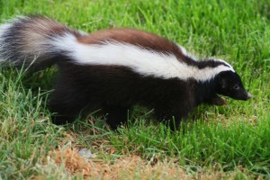 skunk