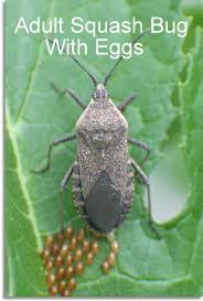 Squash bug adult