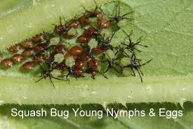 squash bug eggs nymph