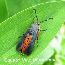 squash-vine-borers-3-sm