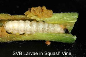 squash-vine-borers-4