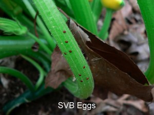 SVBeggs2