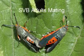 SVBmating