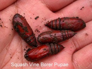 SVBmoth_pupae