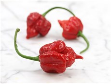 Trinidad-Scorpion-Hot-Pepper