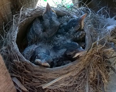 WP_20150501_18_46_10_Pro