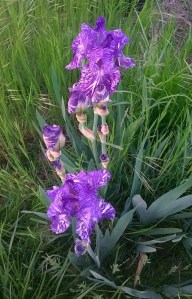 WP_20150504_07_12_27_Pro