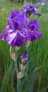 WP_20150504_07_12_56_Pro