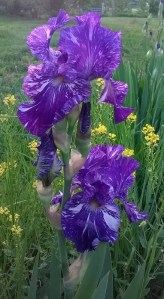 WP_20150504_07_13_12_Pro