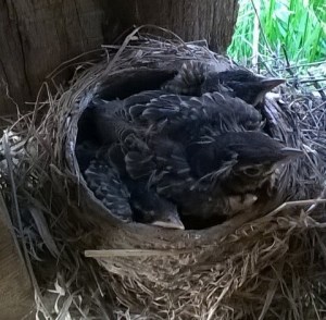 WP_20150504_07_18_16_Pro