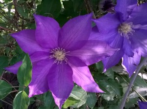 WP_20150507_07_35_35_Pro