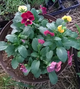 WP_20150507_18_50_16_Pro